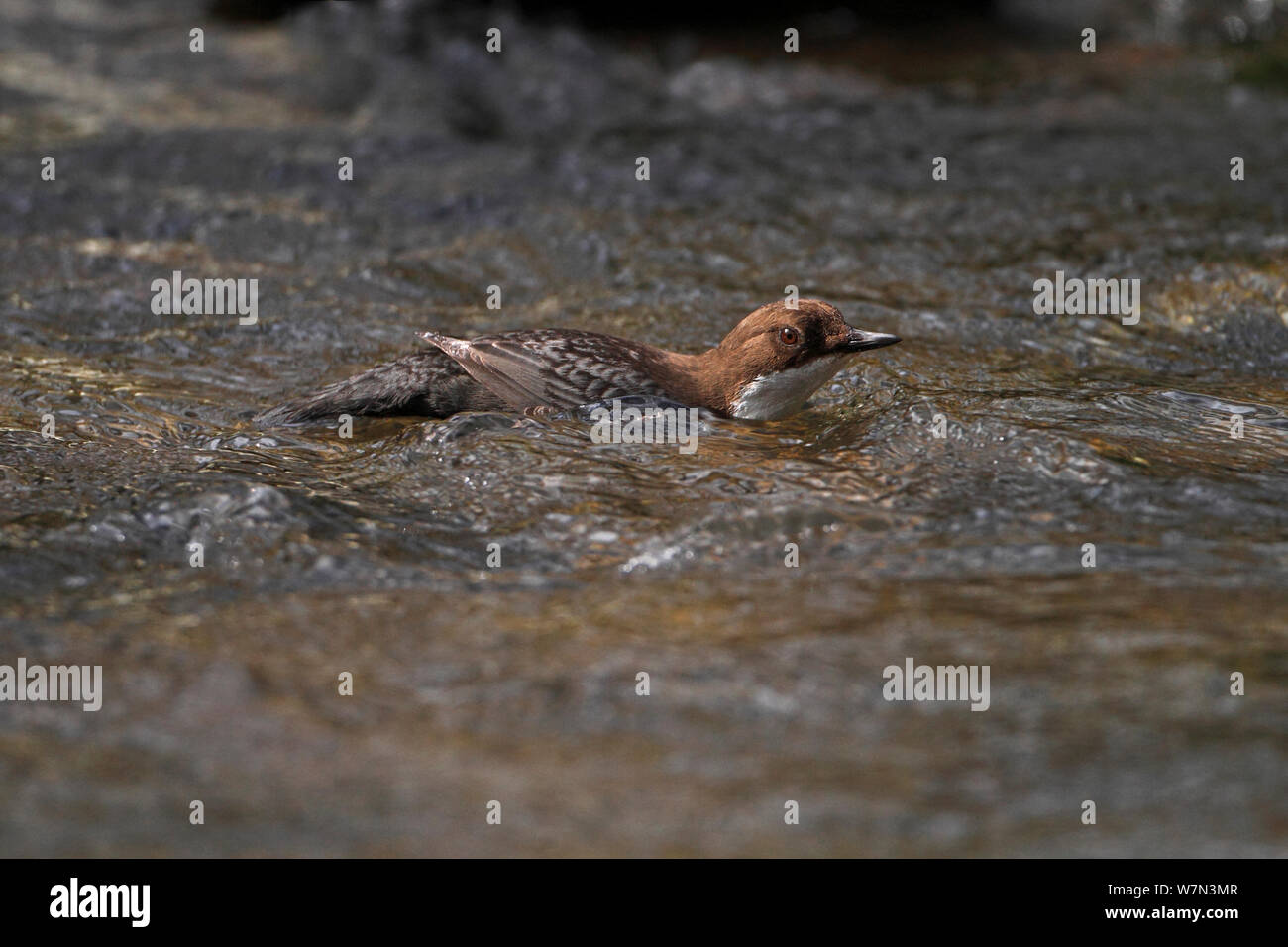 Dipper (Cinclus cinclus) floating down stream on the current, Clwyd, North Wales, UK, March Stock Photo