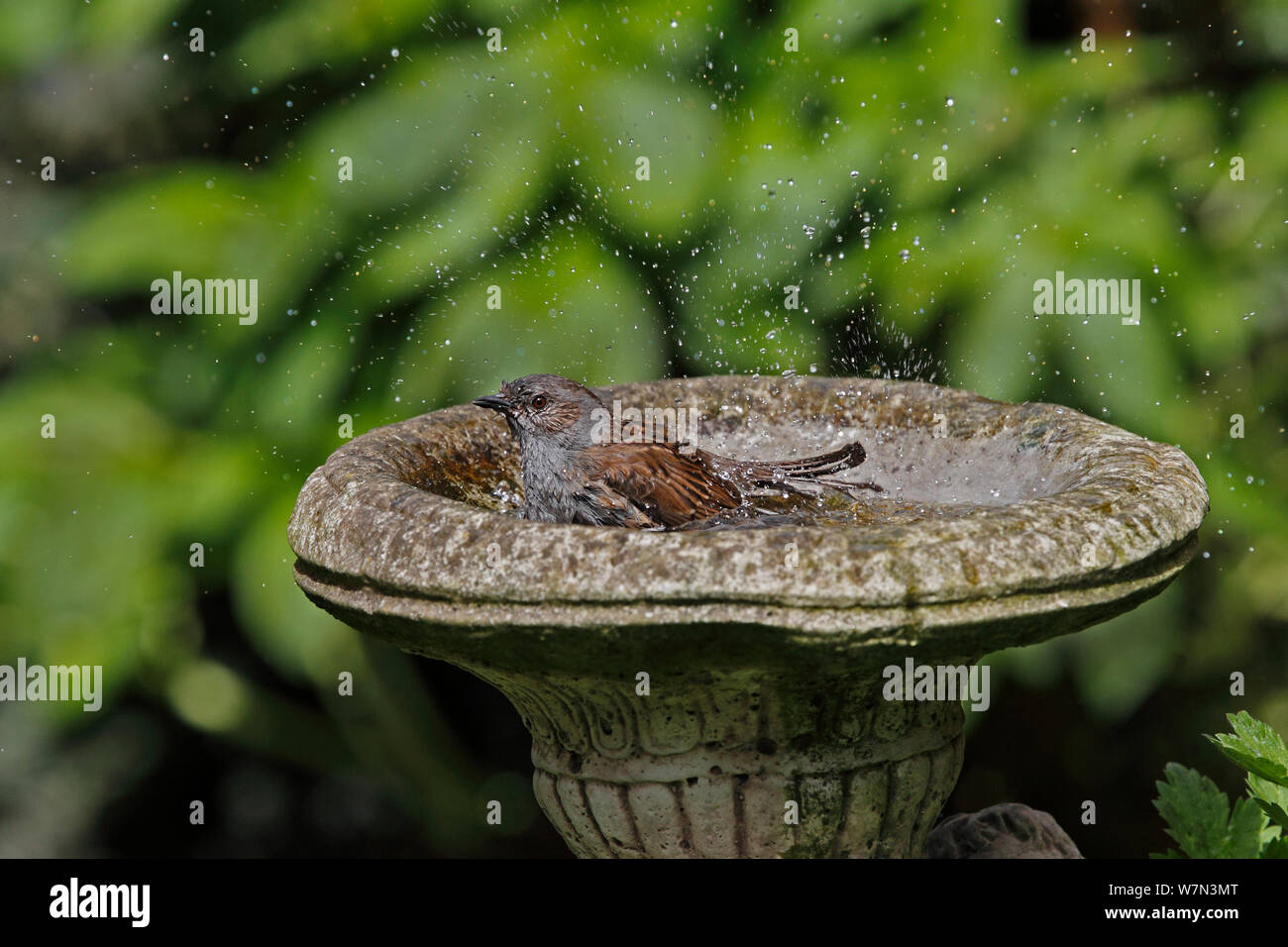 Dunnock (Prunella modularis) bathing in birdbath in garden, Cheshire, UK, April Stock Photo