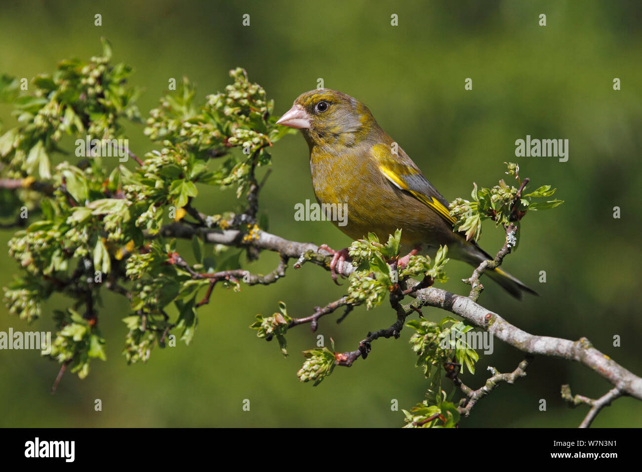 Male Greenfinch (Carduelis chloris) perched on Hawthorn branch, Cheshire, UK, April Stock Photo