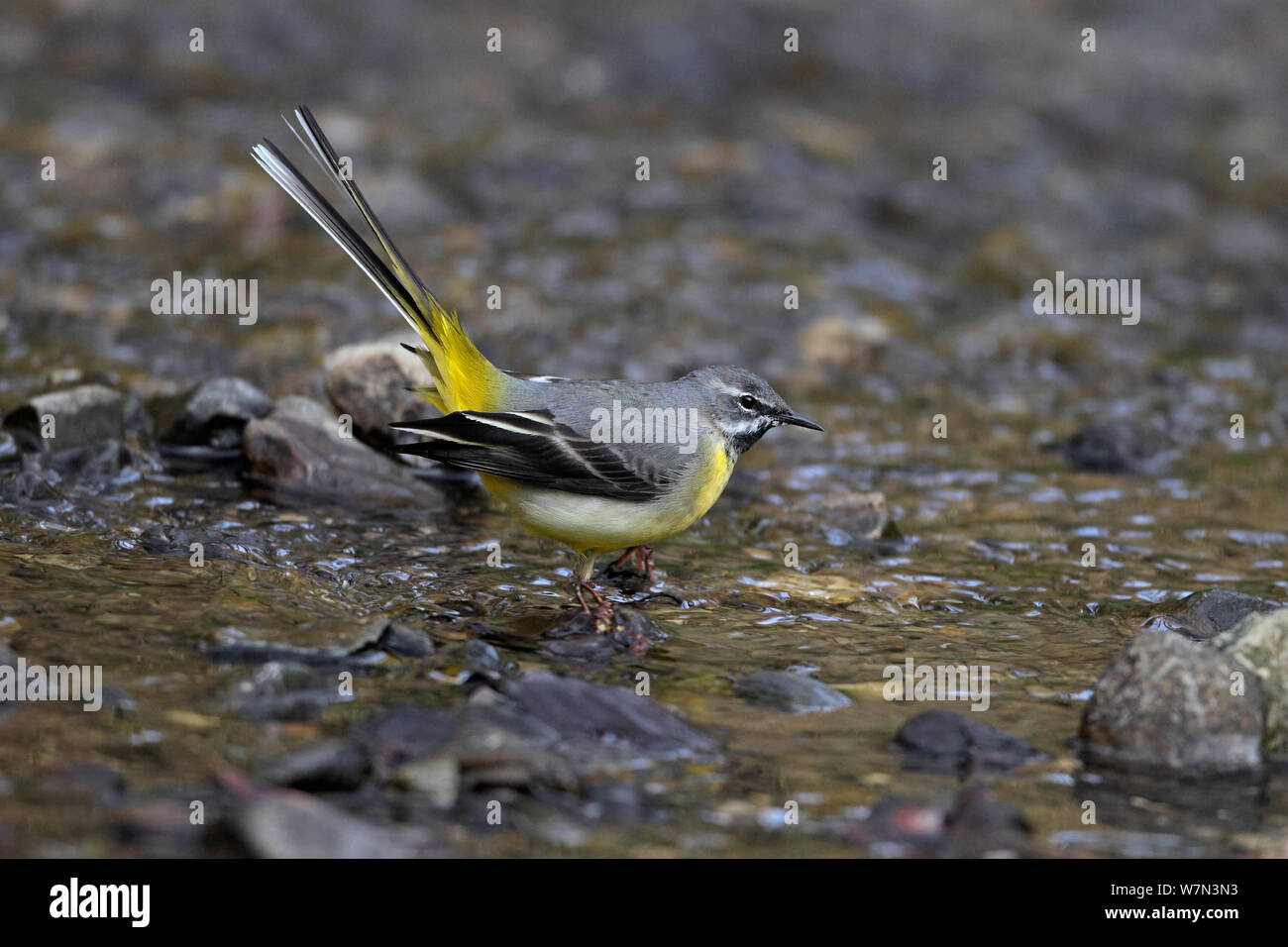 Male Grey Wagtail (Motacilla cinerea) displaying in stream, Clwyd, North Wales, UK, March Stock Photo