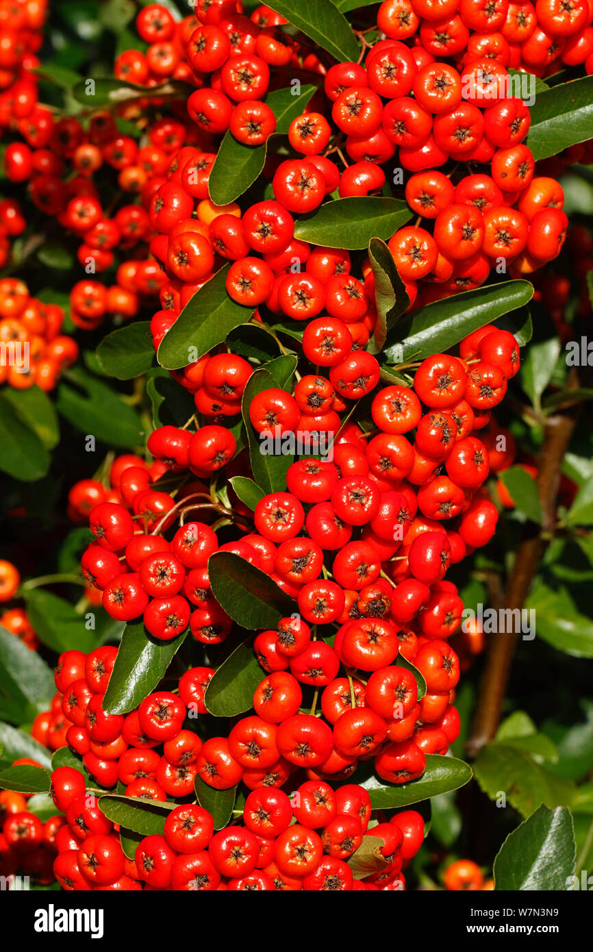 Firethorn (Pyracantha coccinea) red berried variety in garden grown to provide food for birds, Cheshire, UK, October Stock Photo
