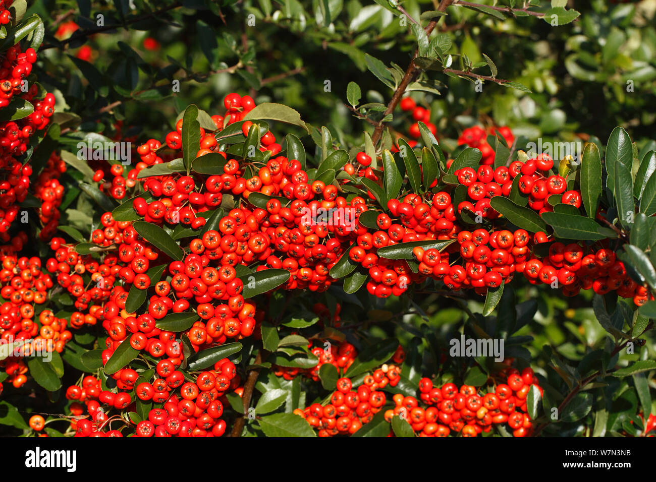 Firethorn (Pyracantha coccinea) red berried variety in garden grown to provide food for birds, Cheshire, UK, October Stock Photo