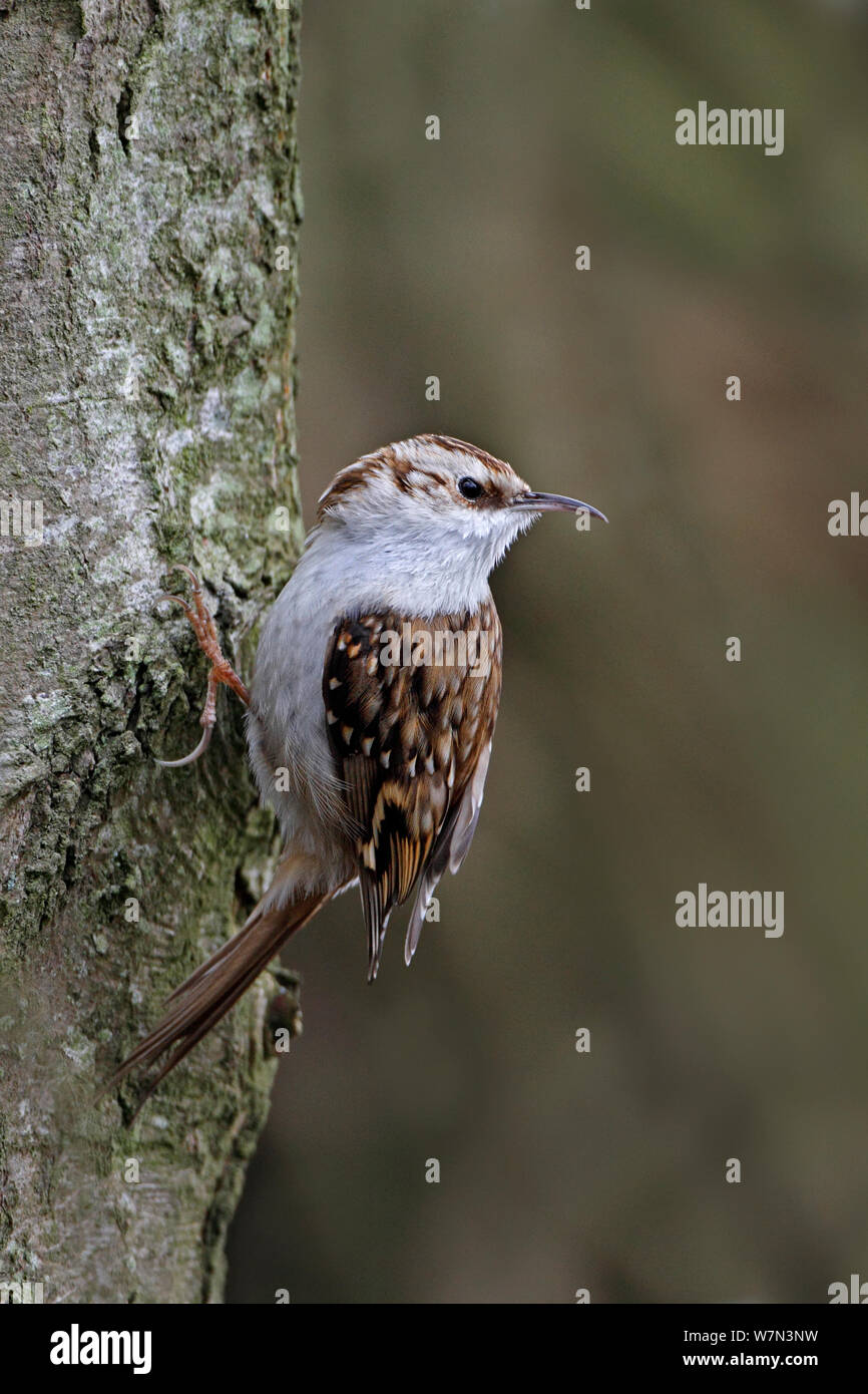 Tree Creeper (Certhia familiaris) on tree trunk in woodland, North Wales, UK, March Stock Photo