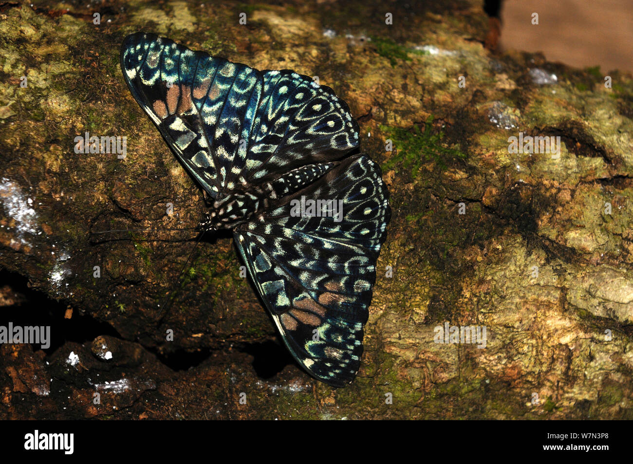 Hamadryas arinome hires stock photography and images Alamy