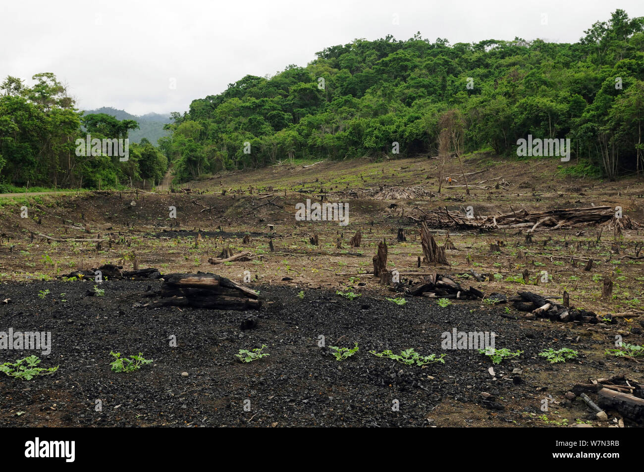 Clearance of coastal rainforest for subsistence agriculture, Manabi Province, Ecuador. February 2012. Stock Photo