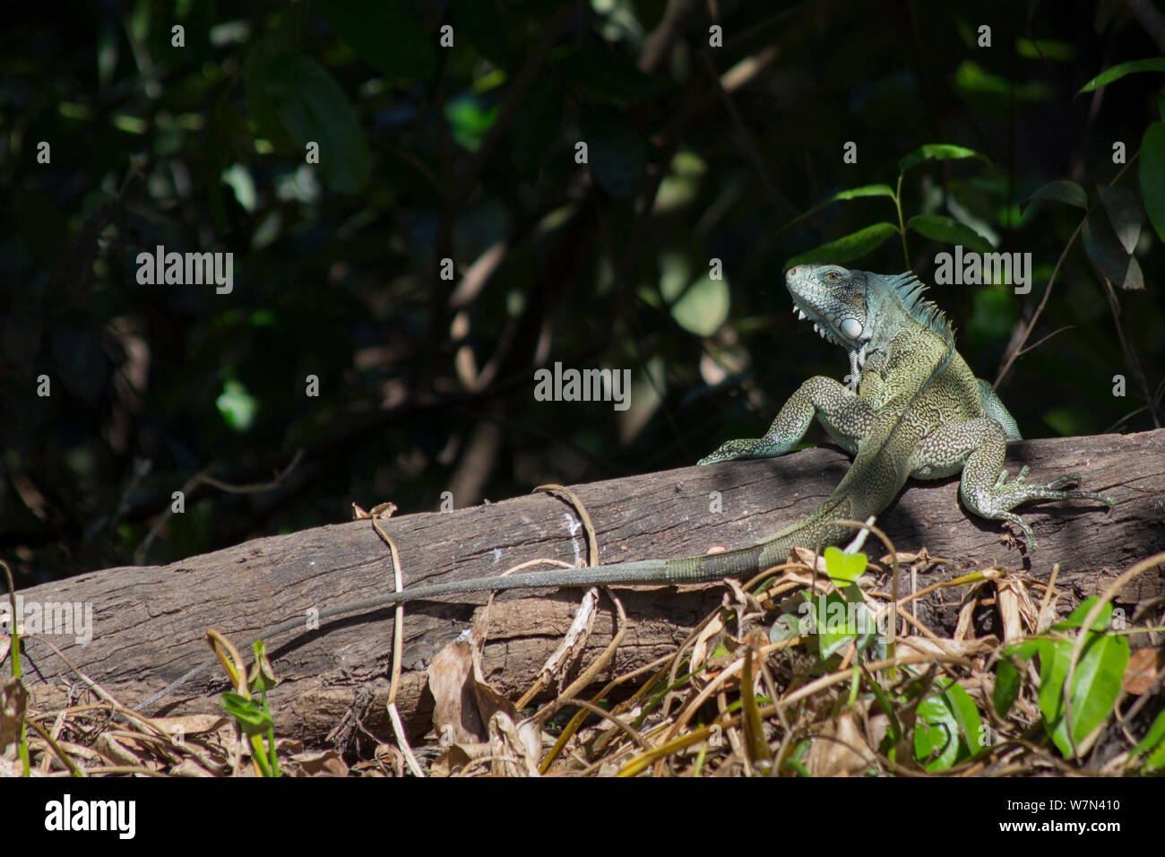 Common Iguana (Iguana iguana) Pantanal, Pocone, Brazil Stock Photo