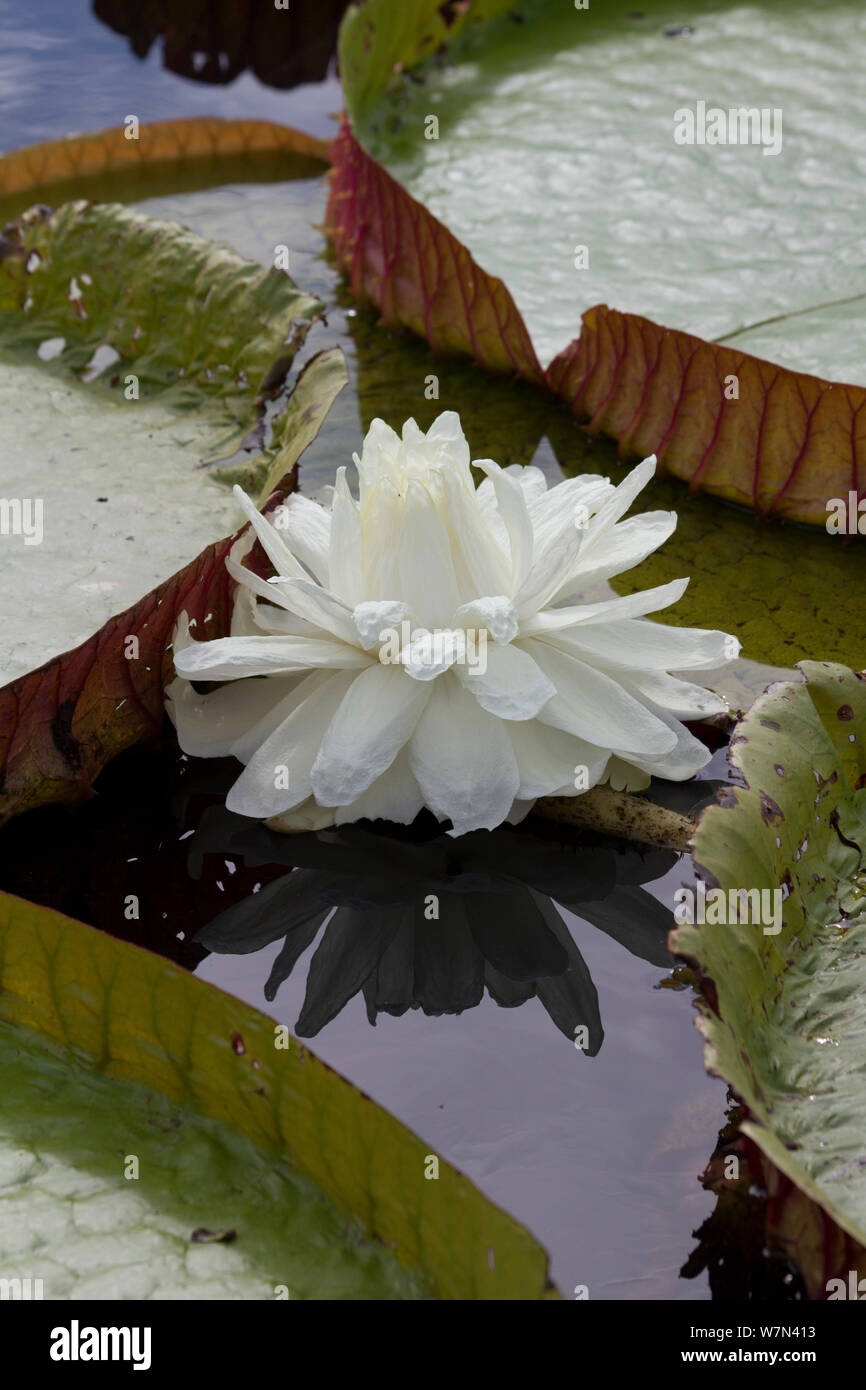 Giant water lily (Victoria cruziana) new flowers are white, Pantanal, Matogrossense National Park, Brazil Stock Photo