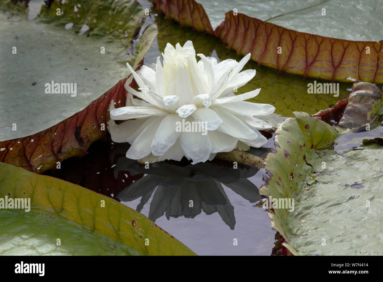 Giant water lily (Victoria cruziana) new flowers are white, Pantanal, Matogrossense National Park, Brazil Stock Photo