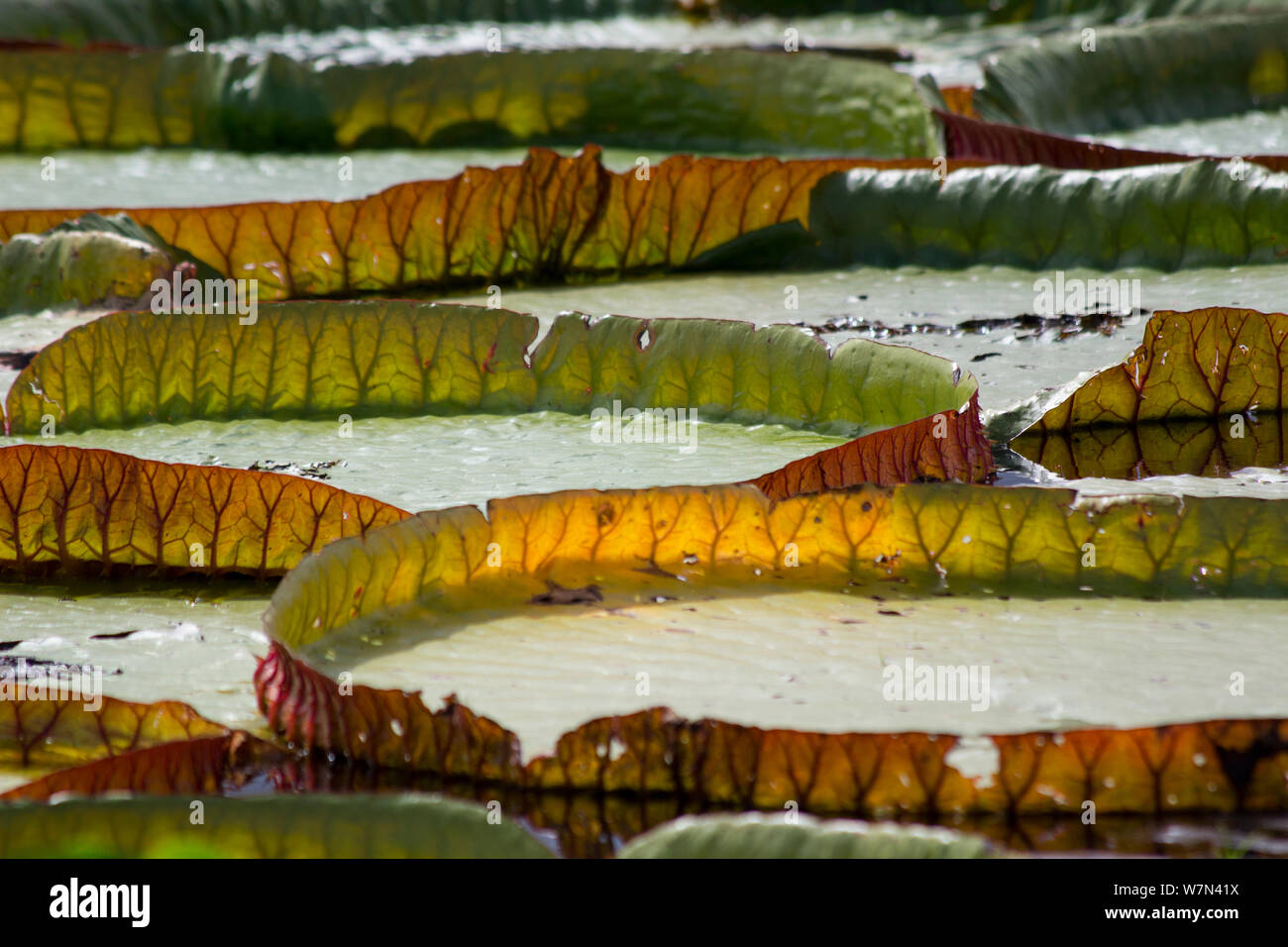 Giant water lily leves (Victoria cruziana) Pantanal, Matogrossense National Park, Brazil Stock Photo