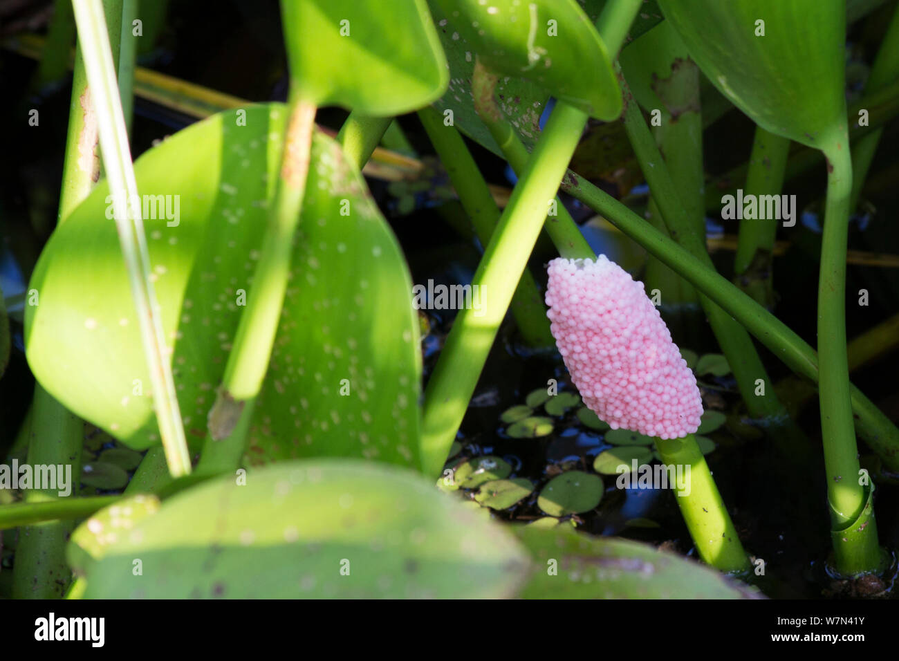 Golden apple snail (Pomacea canaliculata) pink eggs on plant stem, Pantanal, Brazil Stock Photo