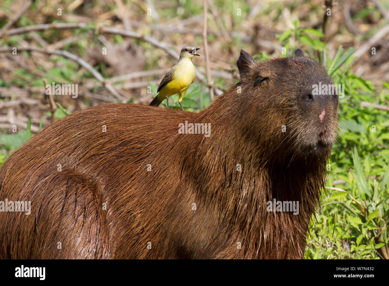 Capybara (Hydrochoerus hydrochaeris) with Cattle tyrant (Machetornis rixosa) bird on its back looking for insects to feed on, Pantanal, Pocone, Brazil Stock Photo