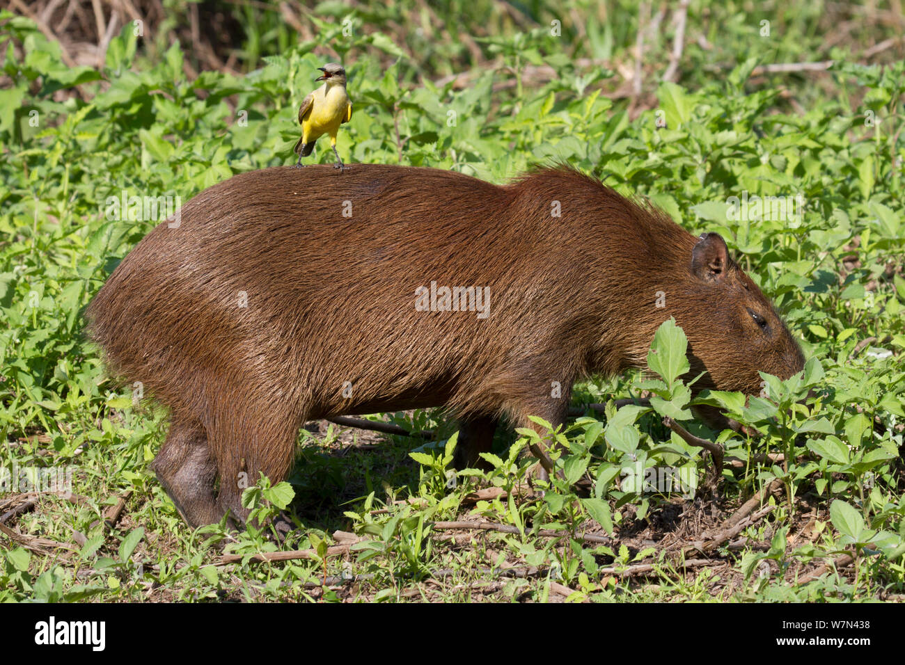Capybara (Hydrochoerus hydrochaeris) with Cattle tyrant (Machetornis rixosa) bird on its back  looking for insects to feed on, Pantanal, Pocone, Brazil Stock Photo