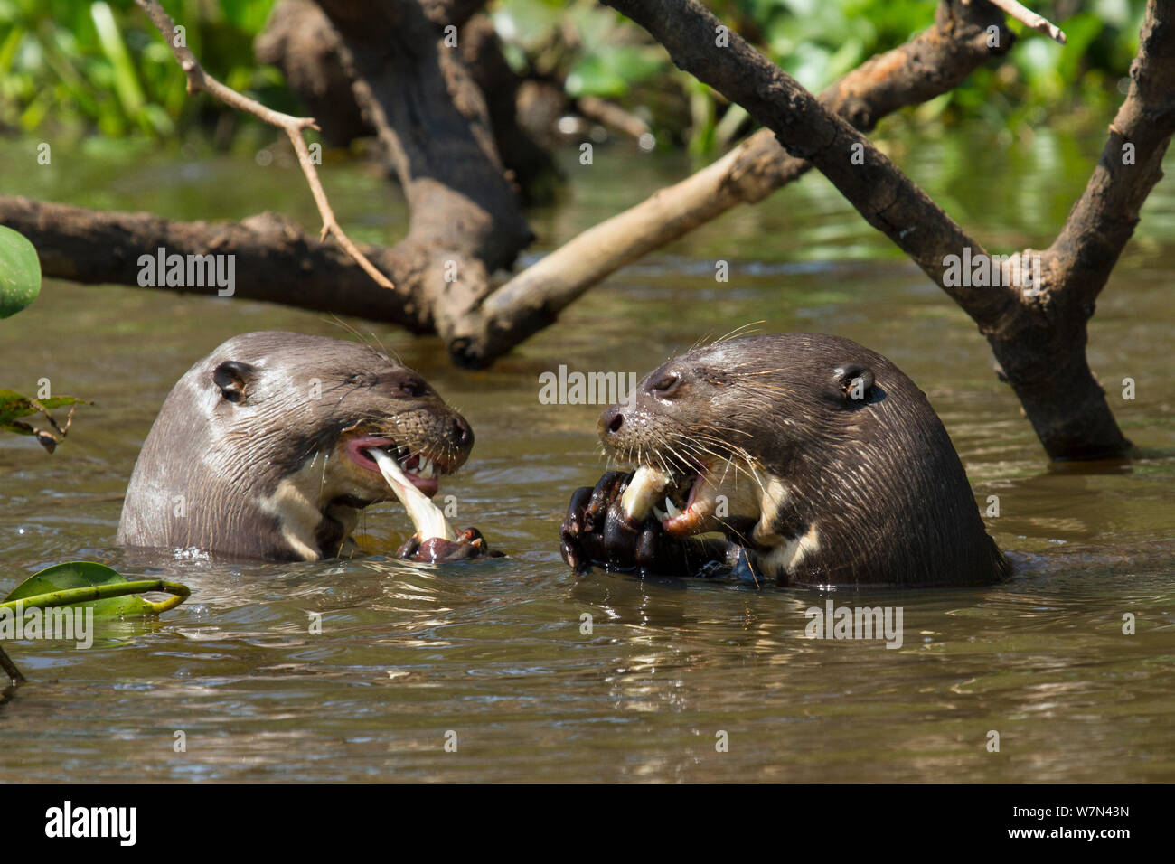 Giant otters (Pteronura brasiliensis) both feeding on caught fish, Pantanal, Pocone, Brazil Stock Photo