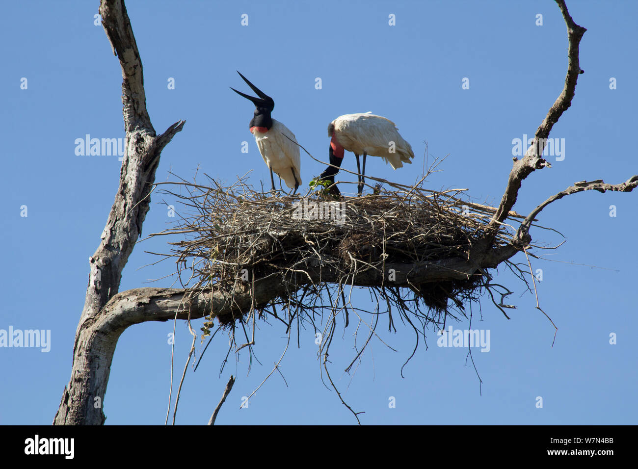 Jabiru storks (Jabiru mycteria) feeding chicks at nest, Pantanal, Pocone, Brazil Stock Photo
