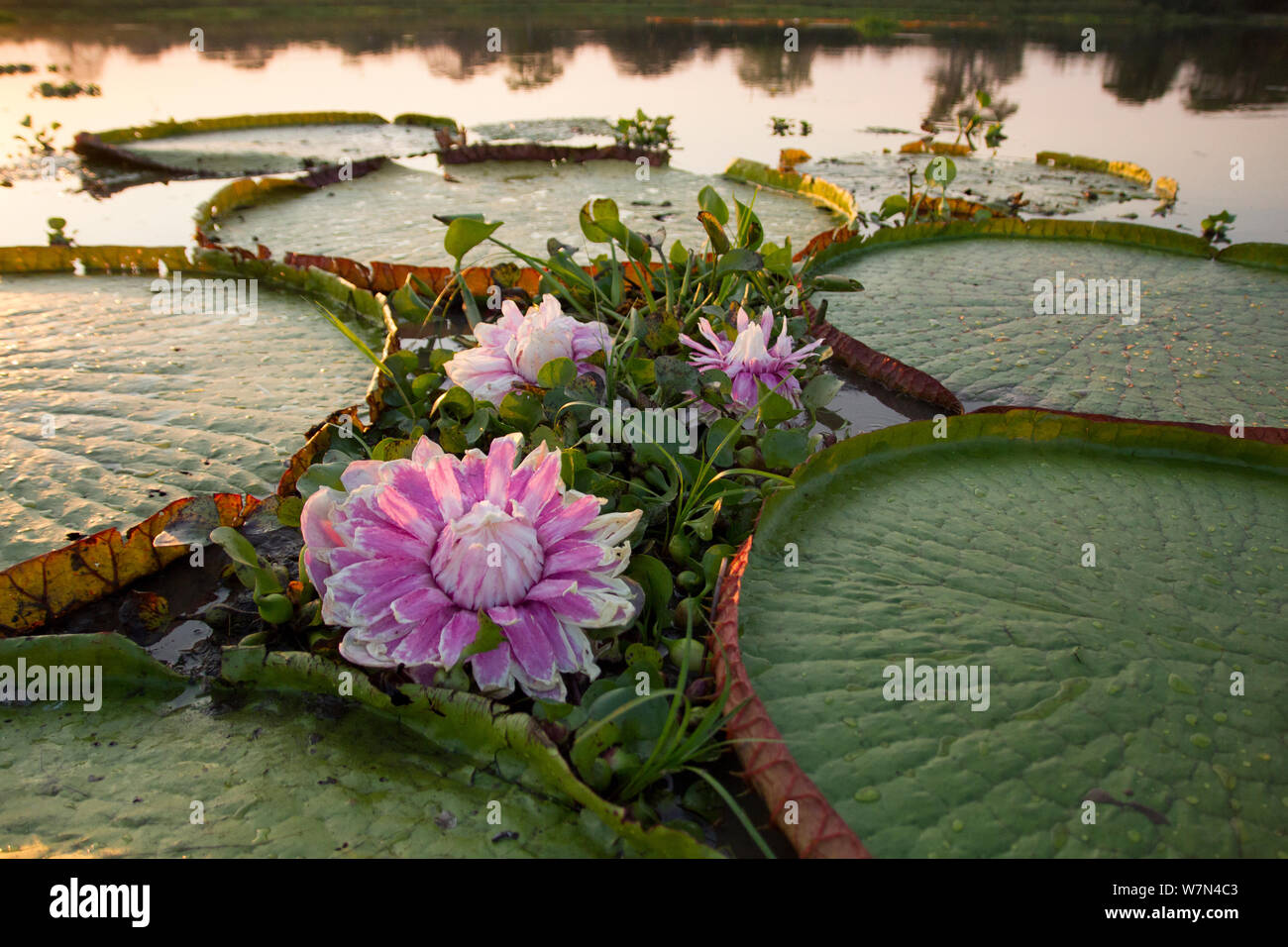 Giant water lily (Victoria cruziana) Pantanal, Matogrossense National Park, Brazil. Flowers open at night to attract beetles to pollinate them. The flower is 10c warmer than its surroundings, this helps its scent to radiate. Stock Photo