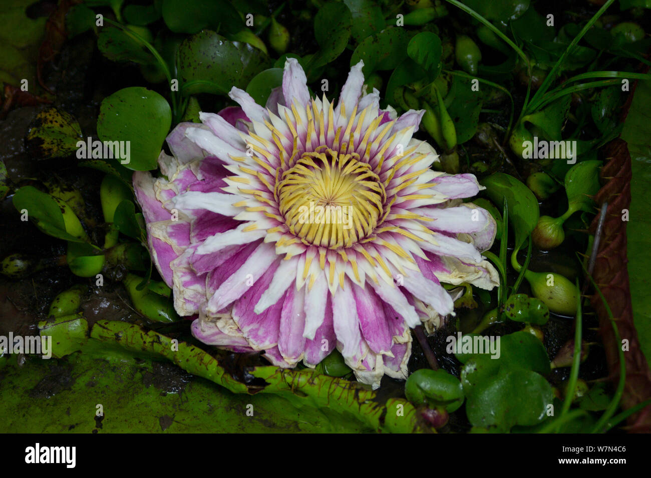 Giant water lily (Victoria cruziana) Pantanal, Matogrossense National Park, Brazil. Flowers open at night to attract beetles to pollinate them. The flower is 10c warmer than its surroundings, this helps its scent to radiate. Stock Photo