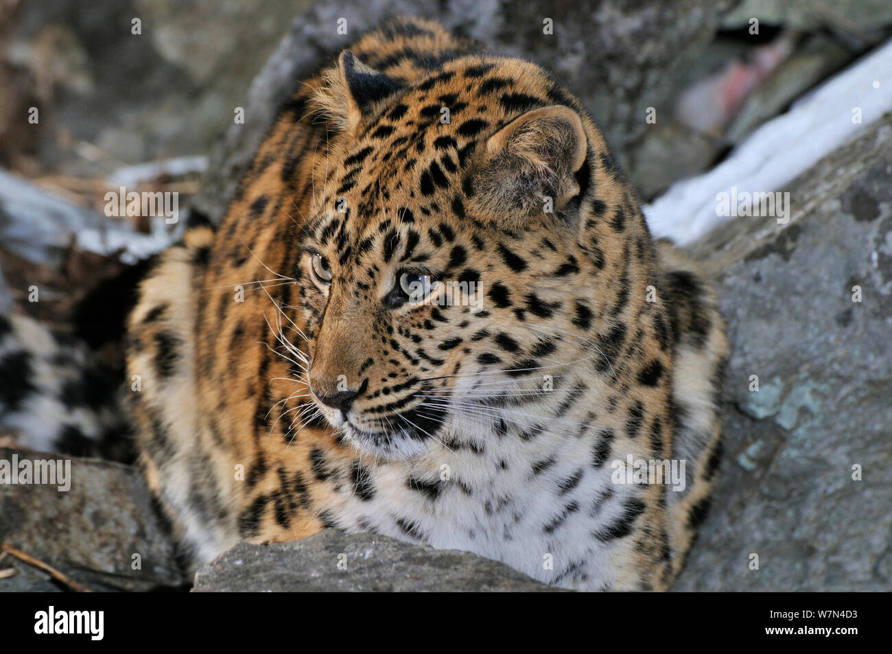 Amur Leopard Russia High Resolution Stock Photography and Images - Alamy