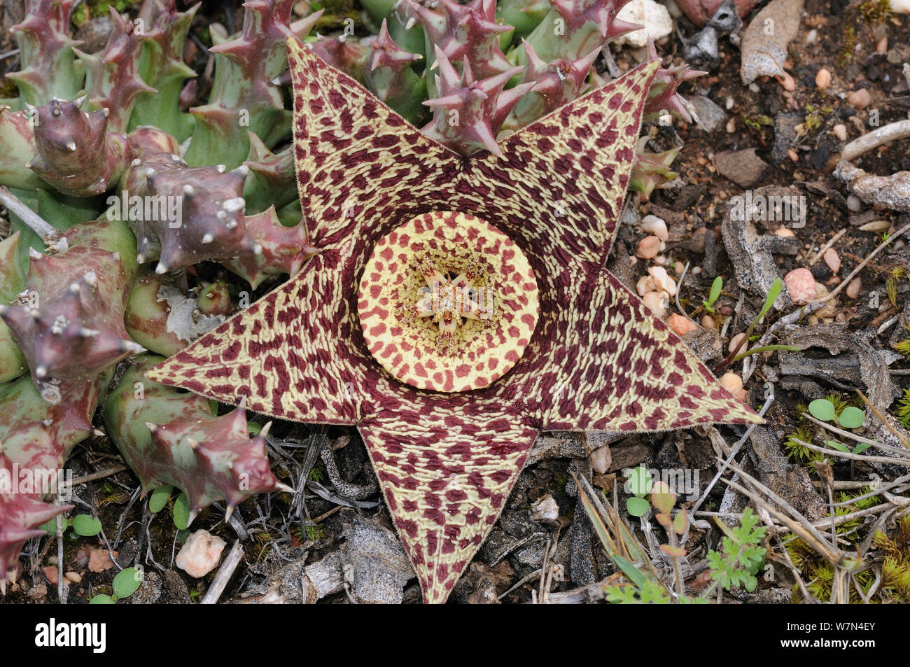 Star flower (Orbea variegata) DeHoop Nature reserve. Western Cape, South Africa. Stock Photo