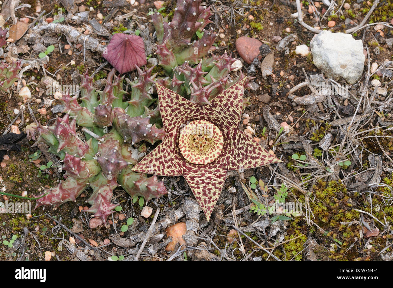 Star flower (Orbea variegata) DeHoop Nature reserve. Western Cape, South Africa. Stock Photo