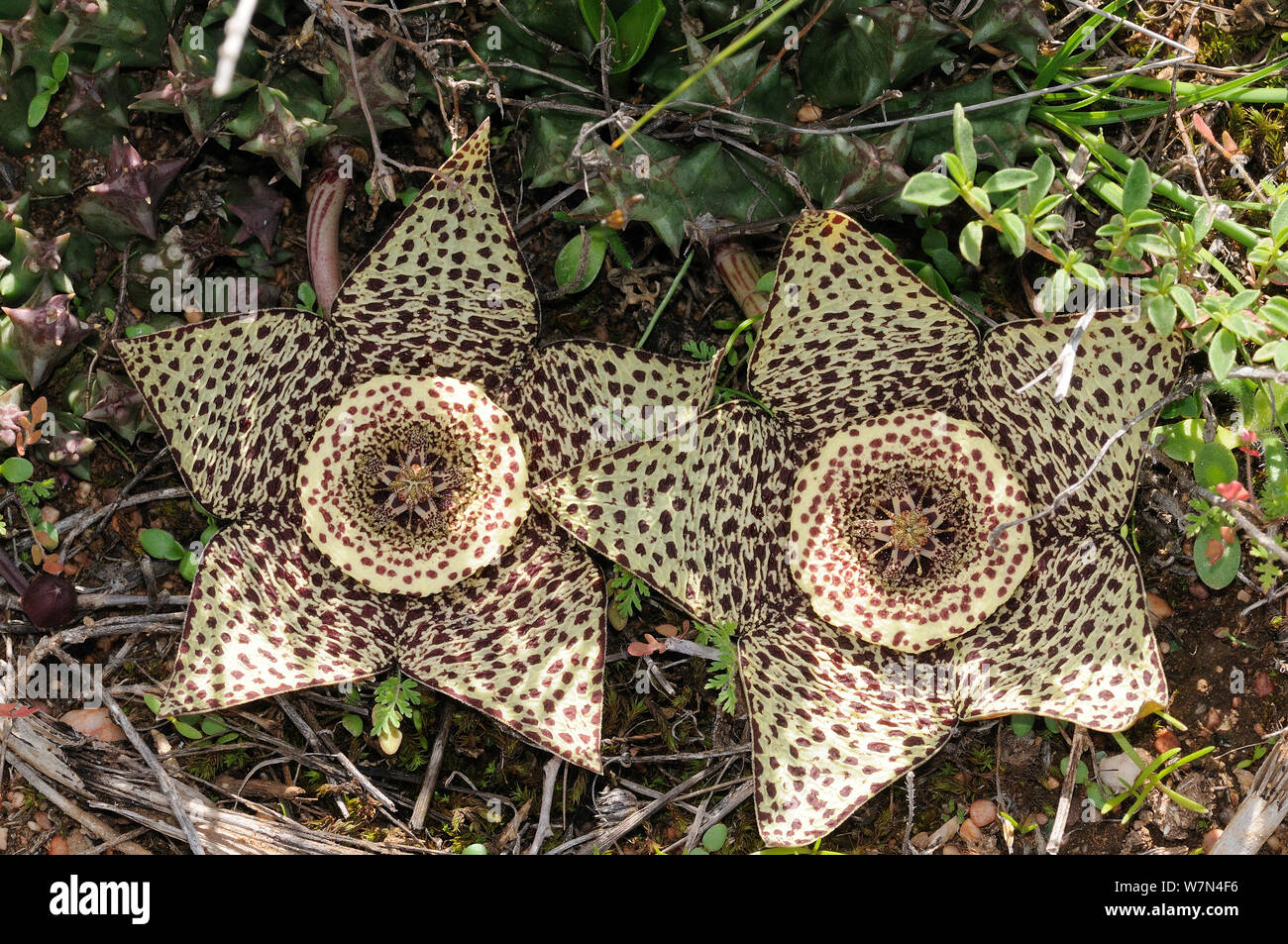 Star flower (Orbea variegata), deHoop Nature reserve. Western Cape, South Africa. Stock Photo