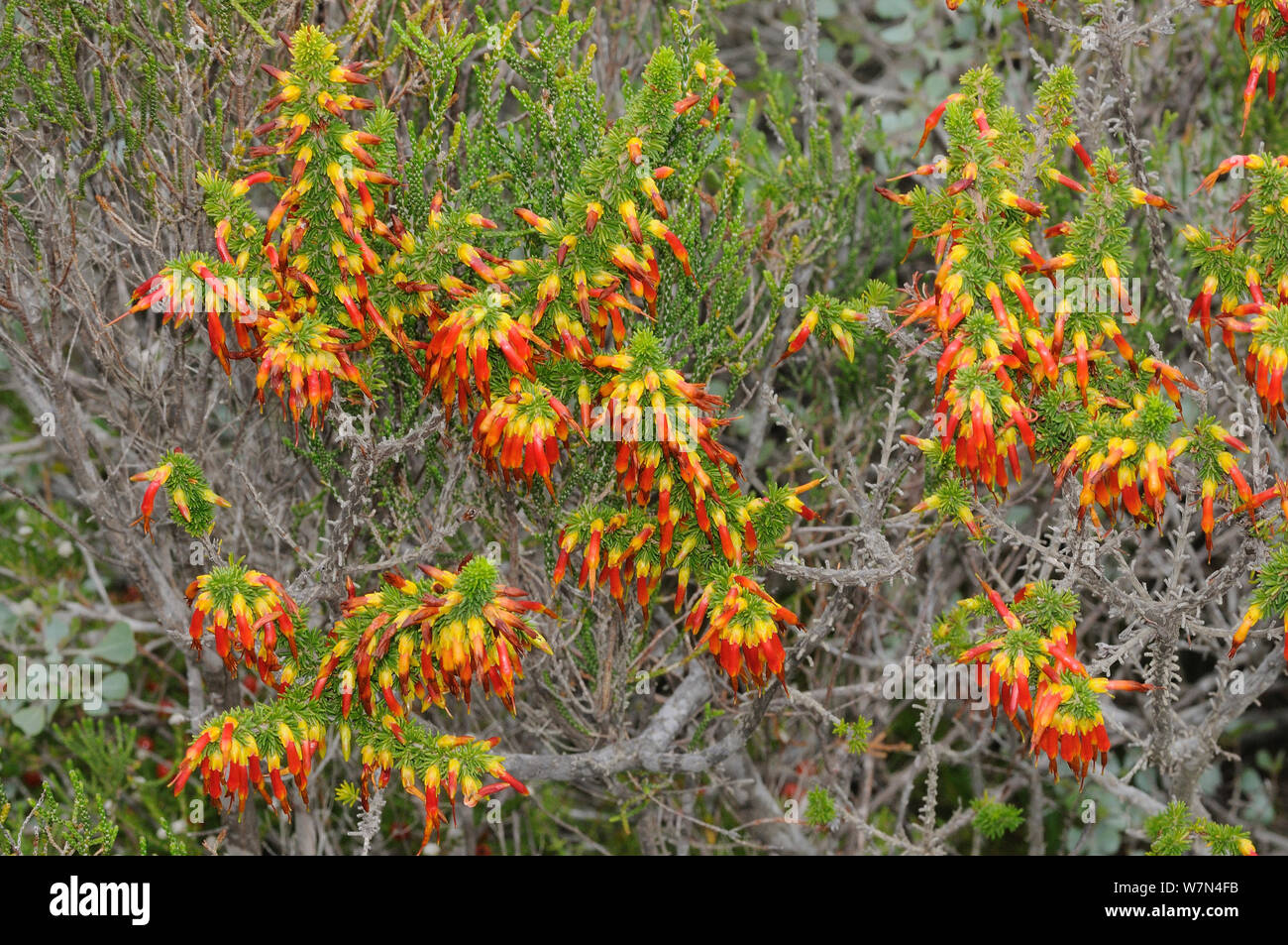 Crimson Heath (Erica coccinea) DeHoop Nature reserve. Western Cape, South Africa. Stock Photo