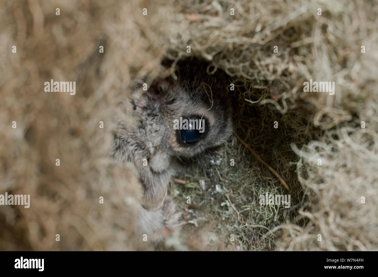 Siberian flying squirrel (Pteromys volans) peering out from nest made of lichen, Lapua, Finland, June Stock Photo