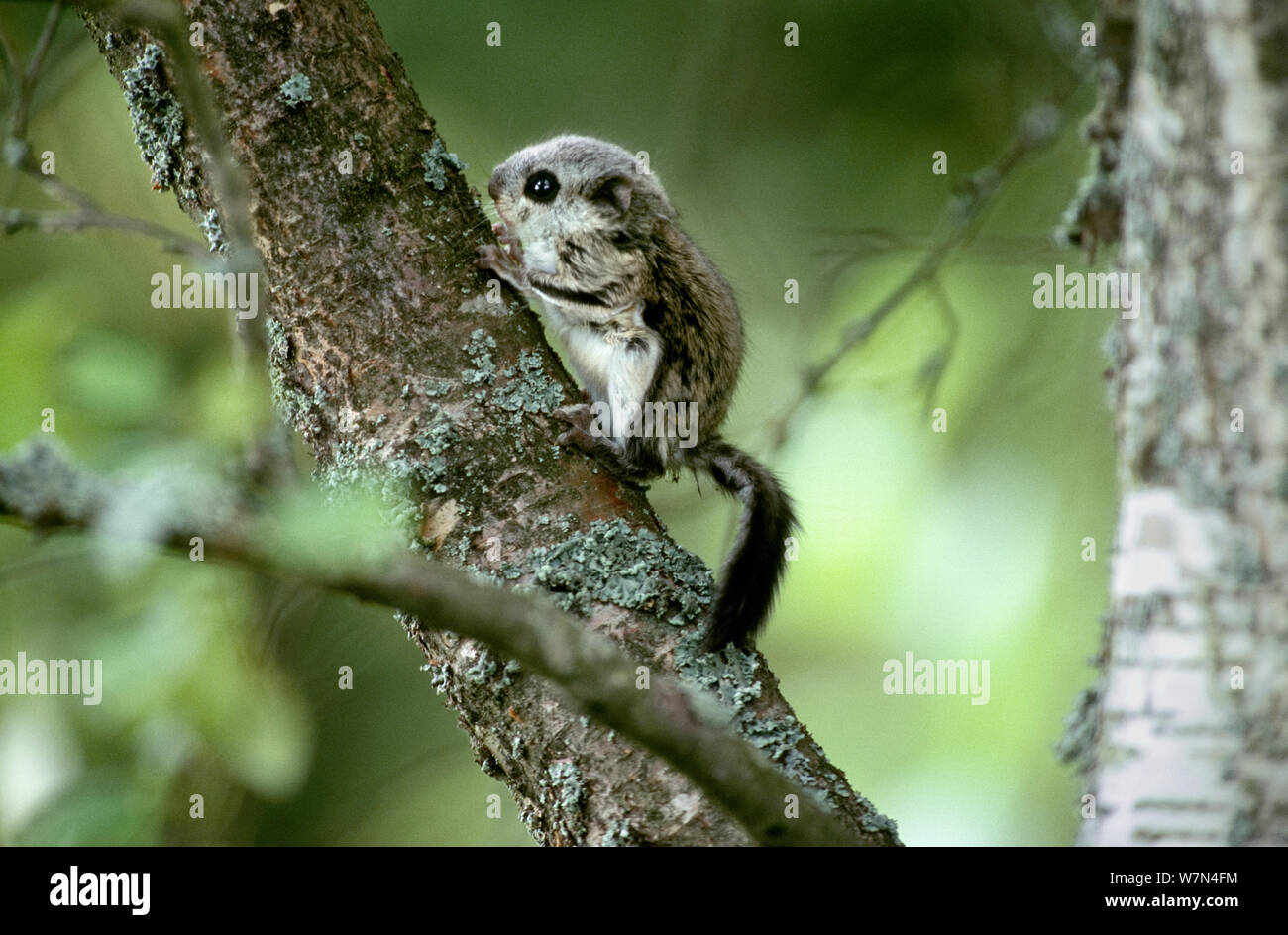 Siberian flying squirrel (Pteromys volans), one month baby, Seinajoki, Finland, July Stock Photo