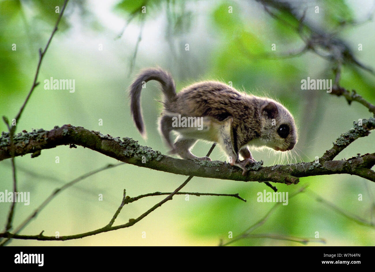 Siberian flying squirrel (Pteromys volans), one month baby, Seinajoki, Finland, August Stock Photo