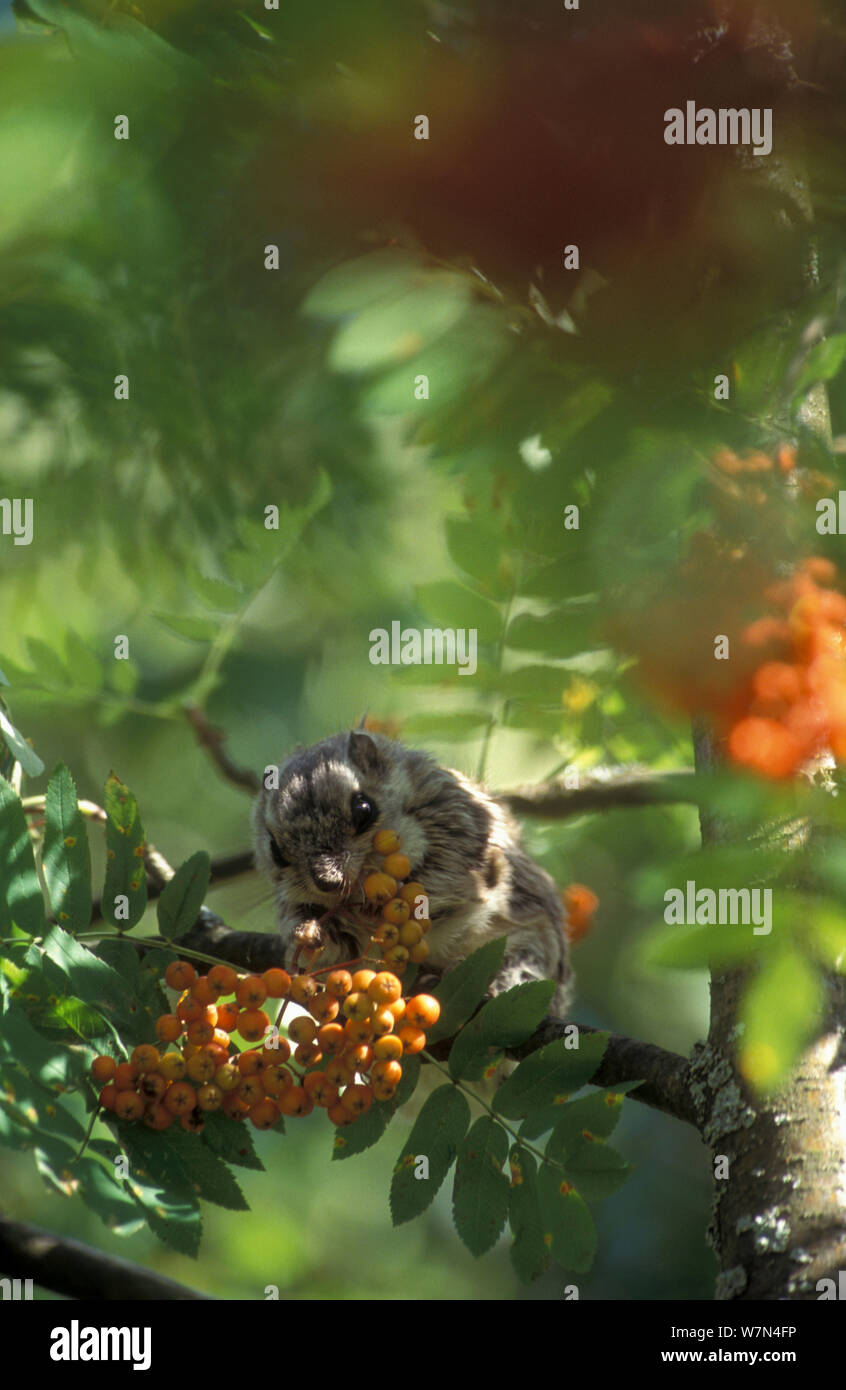Siberian flying squirrel (Pteromys volans) eating Rowan (Sorbus) berries, Finland Stock Photo