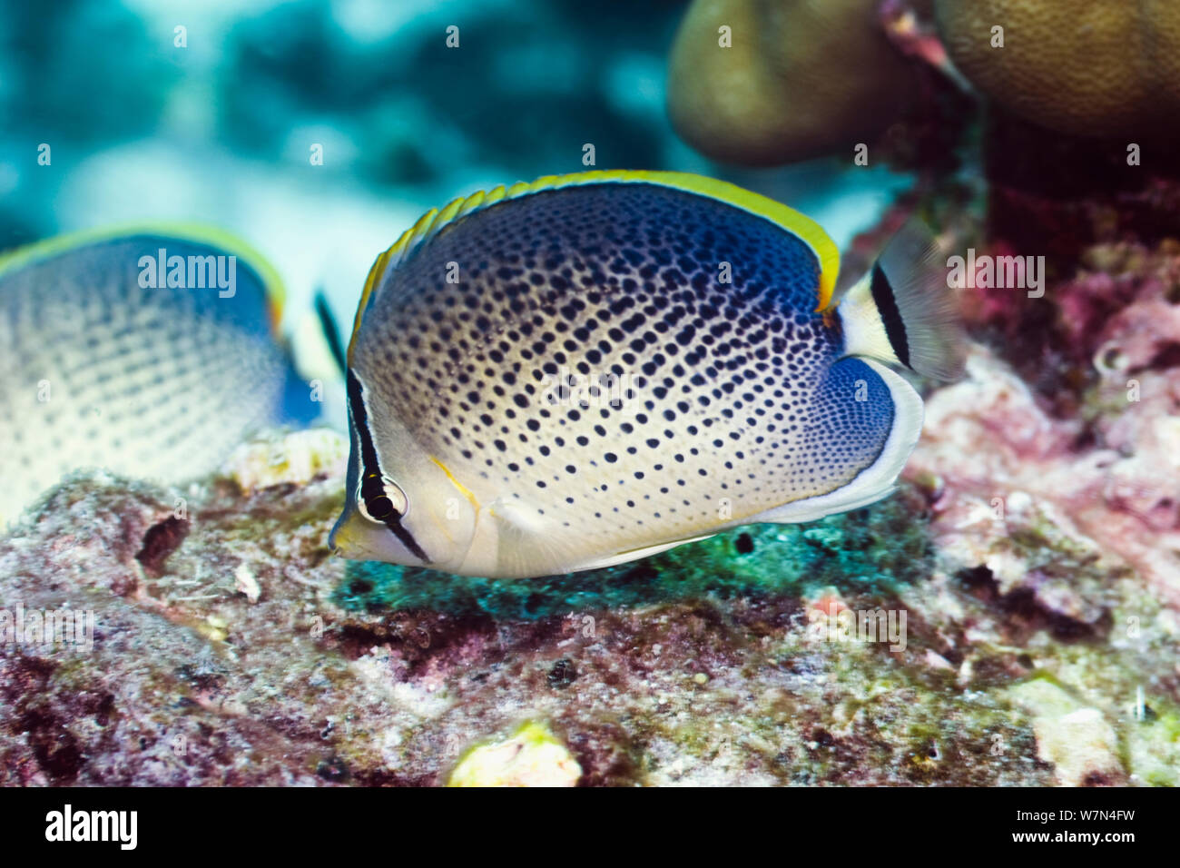 Peppered butterflyfish (Chaetodon guttatissimus). Andaman Sea, Thailand. Stock Photo