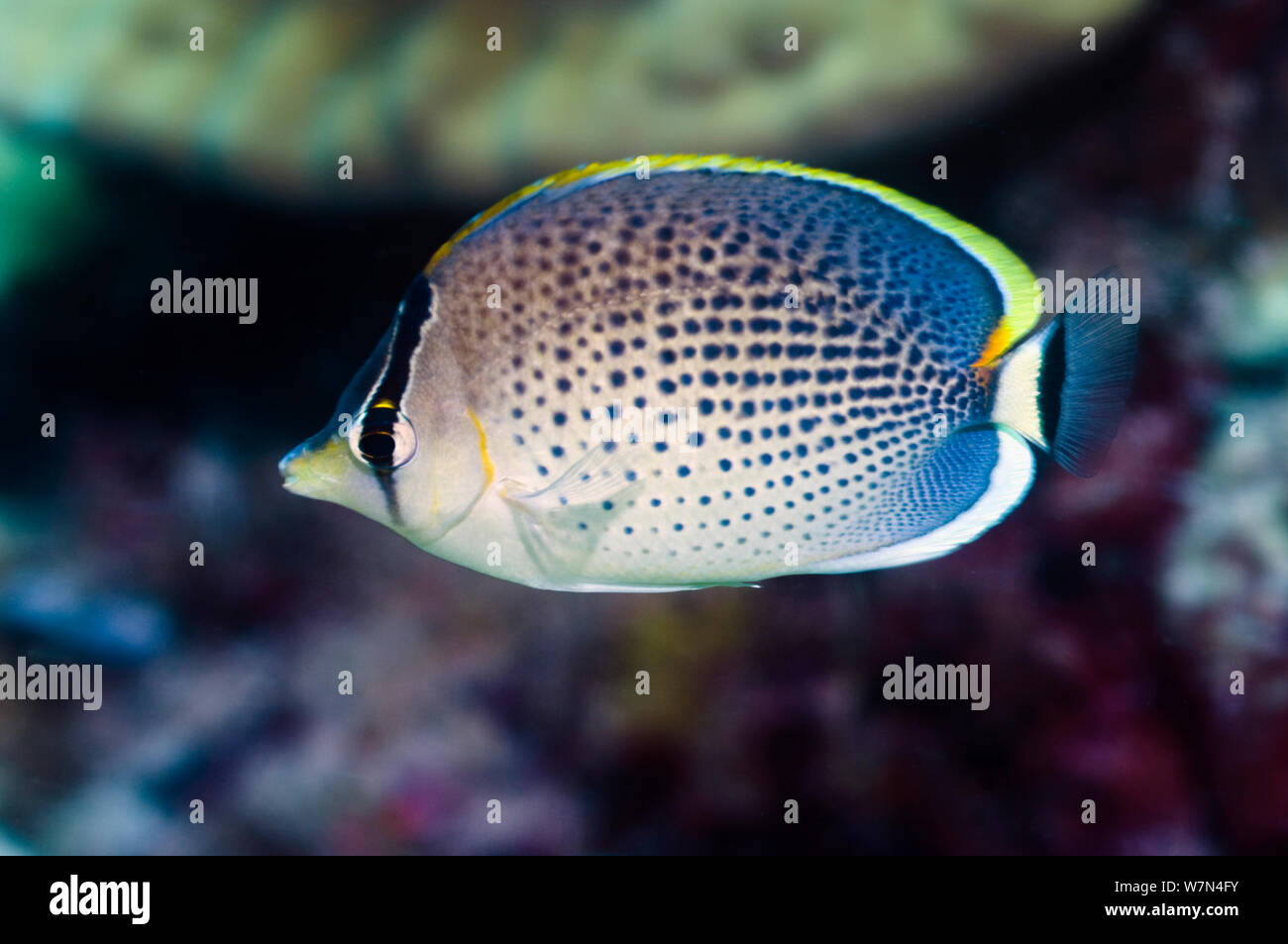 Peppered butterflyfish (Chaetodon guttatissimus). Andaman Sea, Thailand. Stock Photo