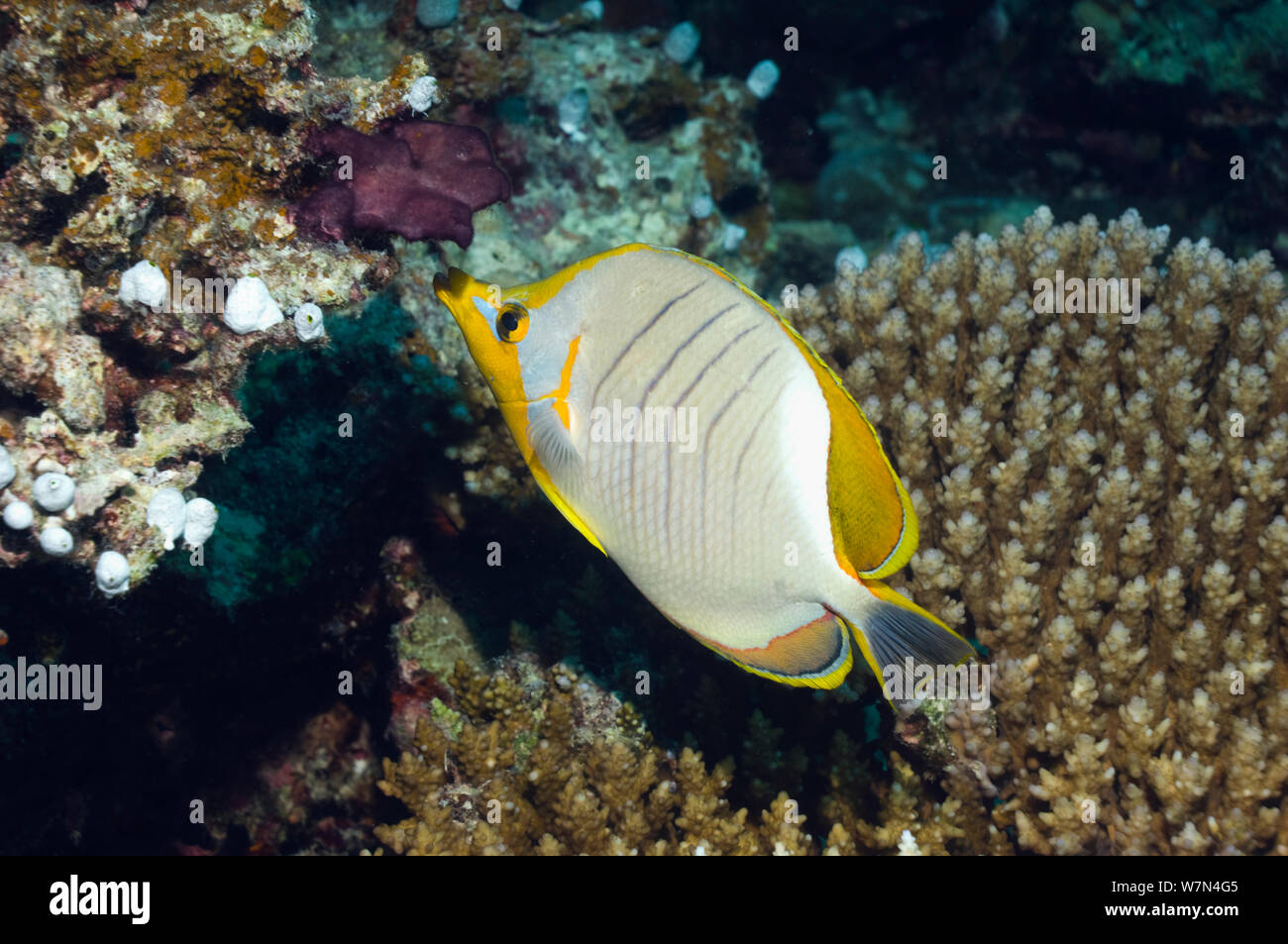 Yellowheaded butterflyfish (Chaetodon xanthocephalus) Maldives, Indian Ocean Stock Photo