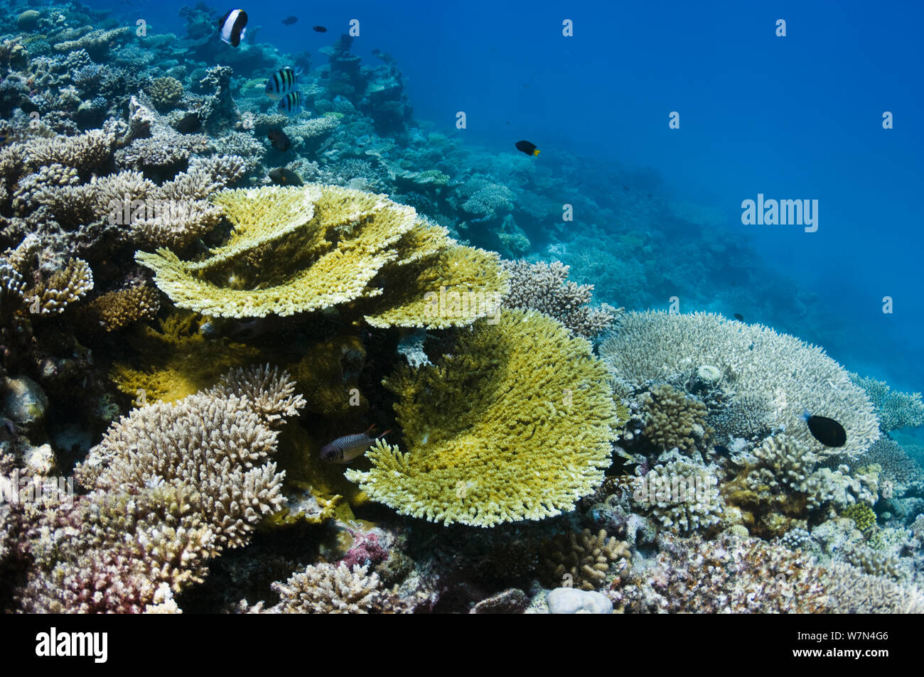 Acropora table coral (Acropora) on coral reef, Maldives, Indian Ocean Stock  Photo - Alamy