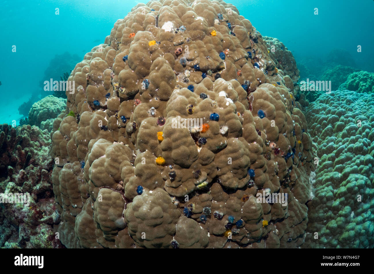 Christmas tree worms (Spirobranchus giganteus) on Porites coral boulder, Andaman Sea, Thailand Stock Photo
