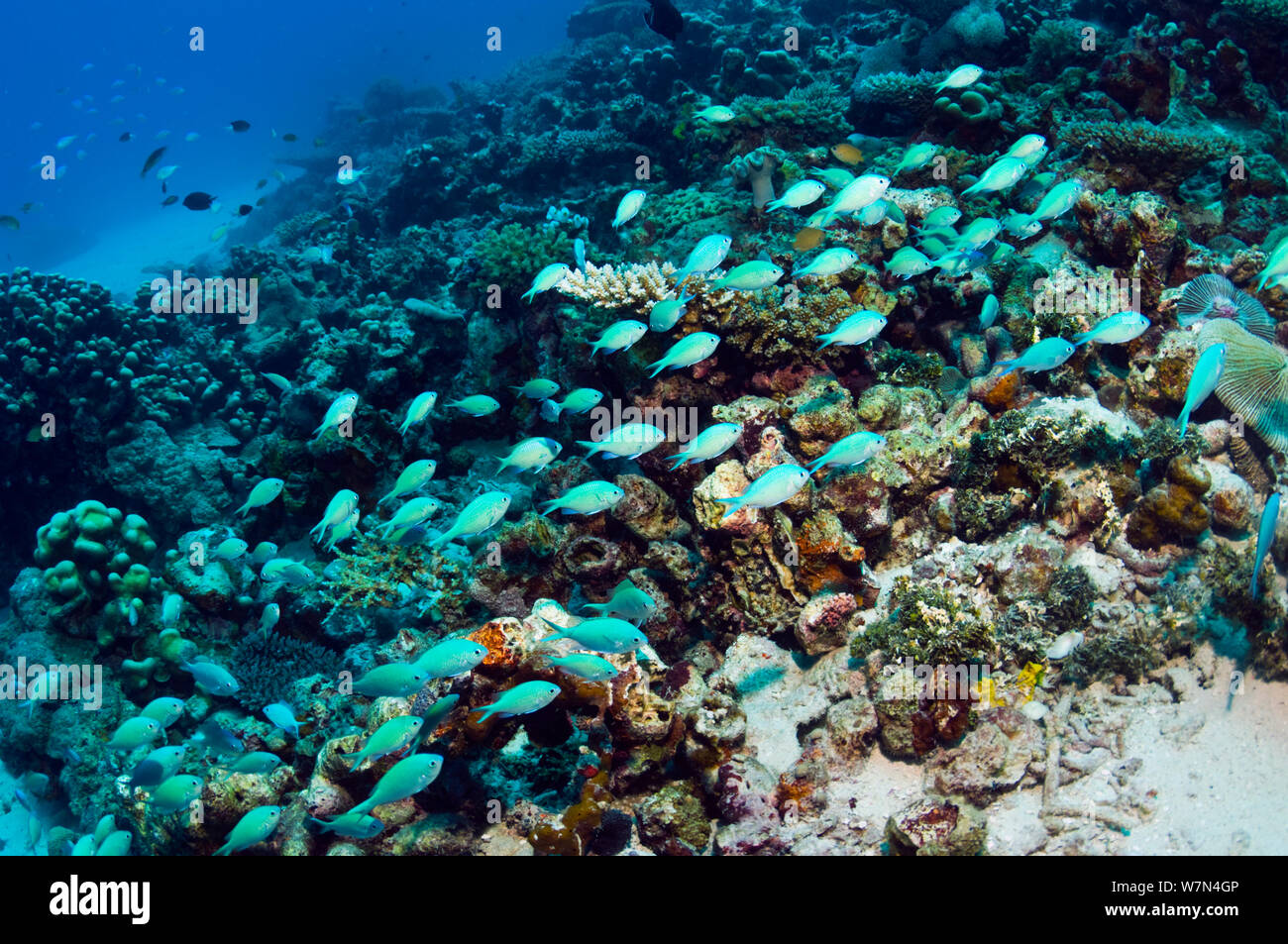 Blue green chromis (Chromis viridis) shoal over coral reef, Maldives ...