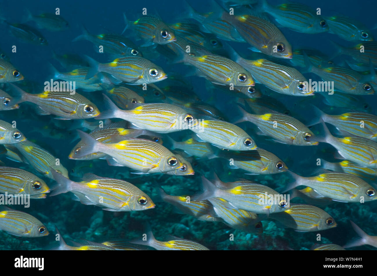 Yellowspot emperors (Gnathodentex aurolineatus) schooling on coral reef, Maldives, Indian Ocean Stock Photo