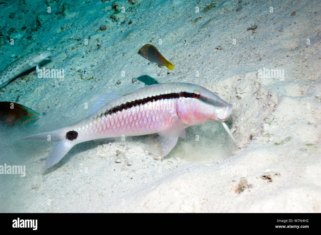 Dash-and-dot goatfish (Parupeneus barberinus) feeding in sand, Andaman Sea, Thailand Stock Photo