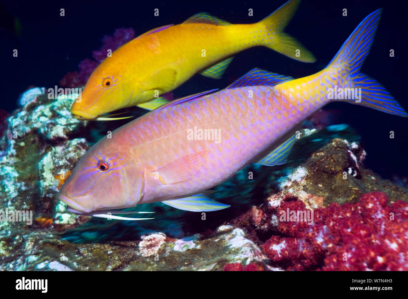 Yellowsaddle goatfish (Parupeneus cyclostomus) pair hunting over corals, Andaman Sea, Thailand Stock Photo