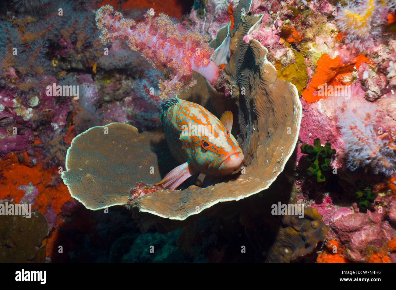 Coral hind (Cephalopholis miniata) lying in coral basin (Agaricia undata) Andaman Sea, Thailand Stock Photo