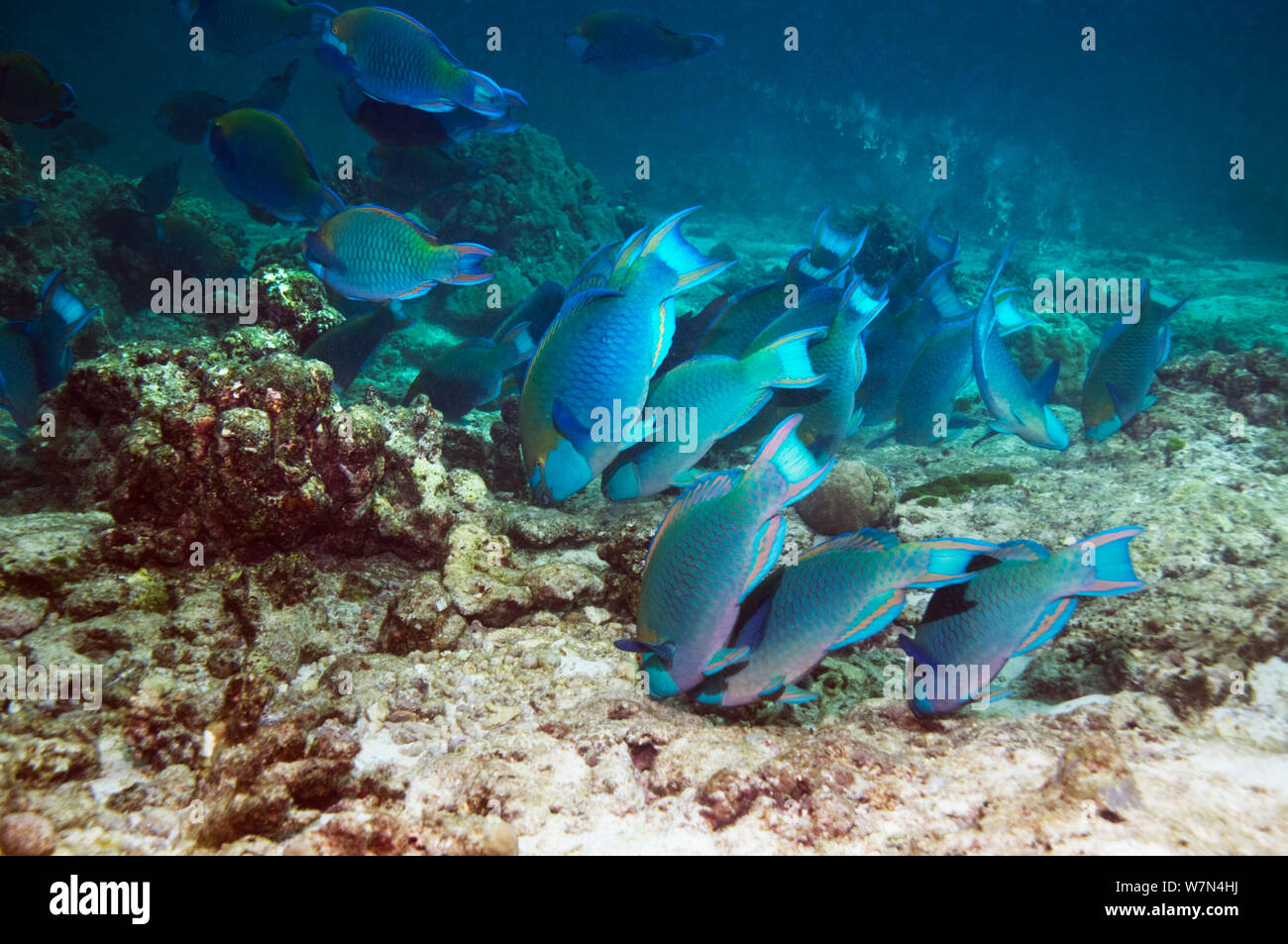 Greenthroat or Singapore parrotfish (Scarus prasiognathus), large school of terminal males grazing on algae covered coral rubble on sandy bottom, Andaman Sea, Thailand. Stock Photo