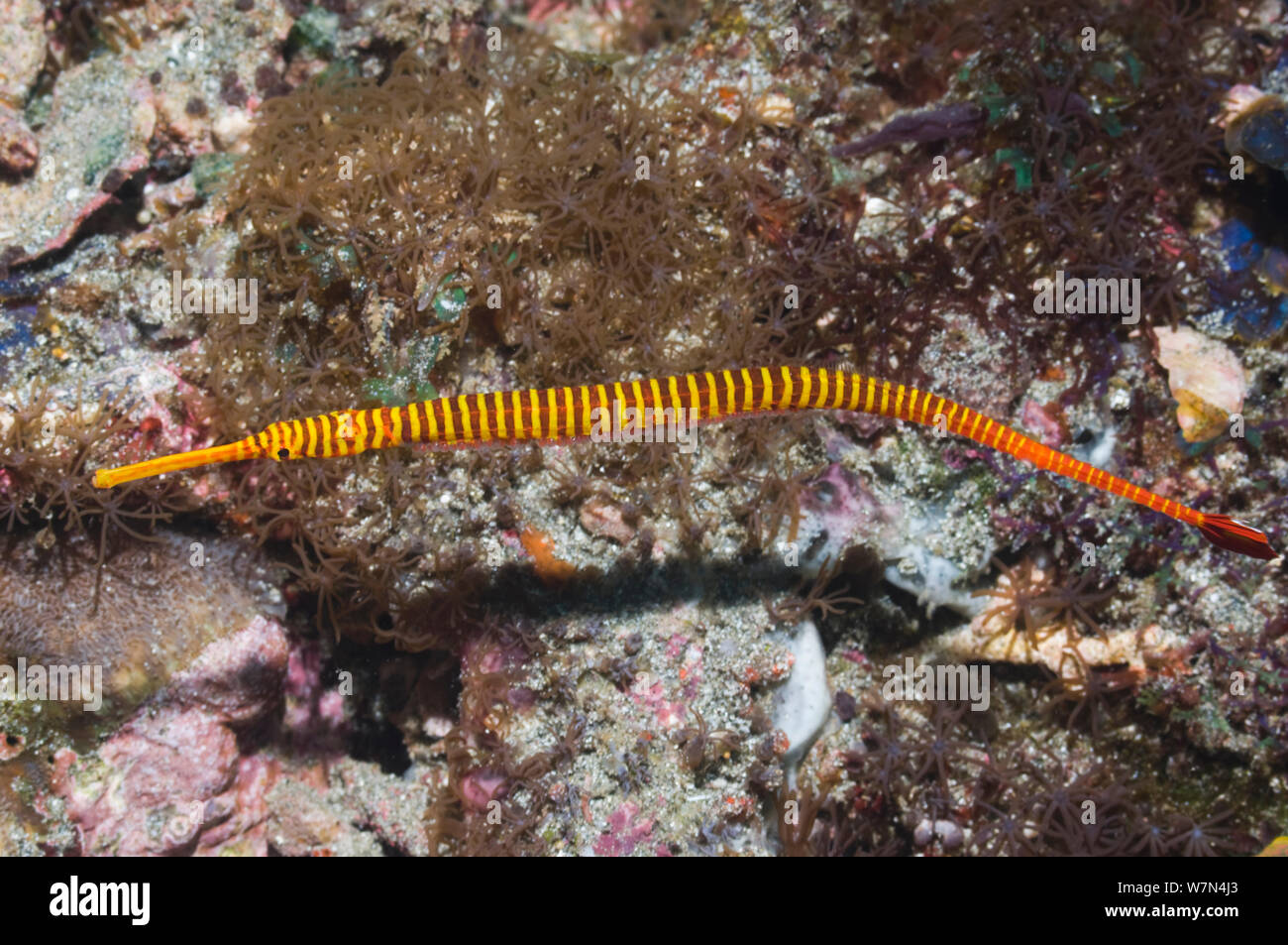 Yellowbanded pipefish (Doryhamphus pessuliferus) with eggs attached to his stomach, Rinca, Komodo National Park, Indonesia Stock Photo