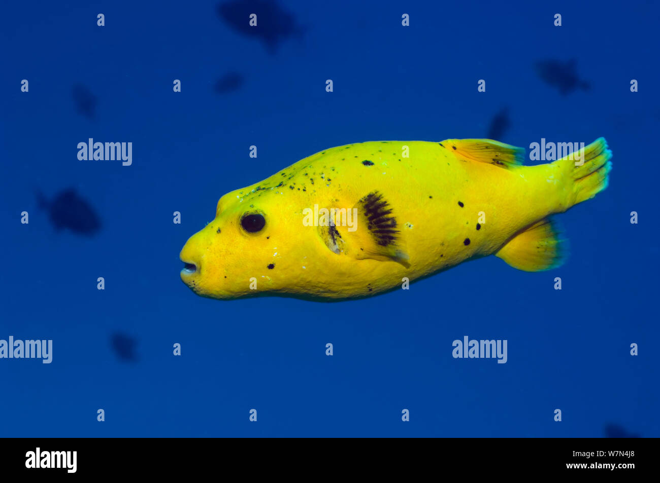 Guineafowl puffer fish (Arothron meleagris) also known as the Golden ...