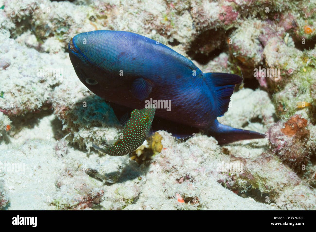 Greenspotted pufferfish (Canthigaster janthinopera) feeding on a dead Redtooth triggerfish (Odonis niger). Many dead and dying fish on coral reefs in the Maldives in April 2012, cause unknown, Maldives, Indian Ocean Stock Photo