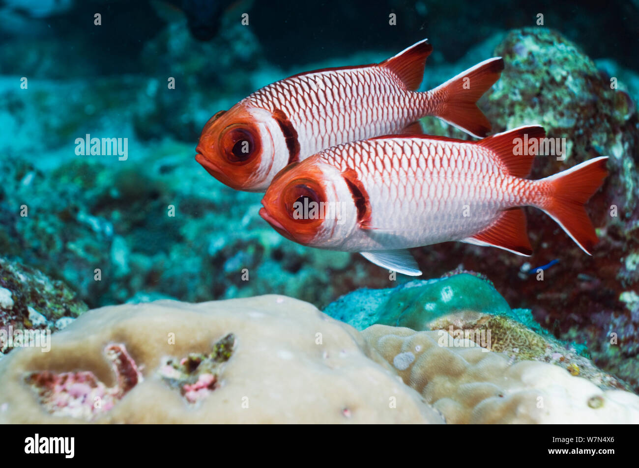 Splendid soldierfish (Myripristis melanostica), Maldives, Indian Ocean Stock Photo