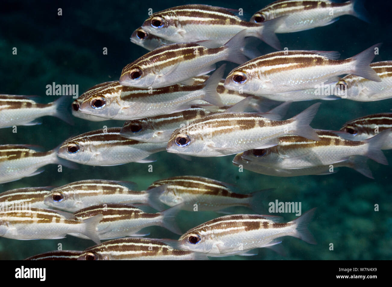 Striped monocle bream or Spinecheek (Scolopsis lineata) Bunaken National Park, Indonesia Stock Photo