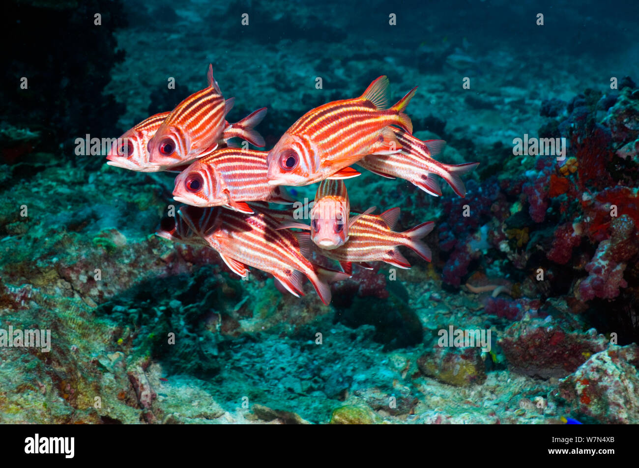 Threespot squirrelfish (Sargocentron cornutum)Andaman Sea, Thailand Stock Photo