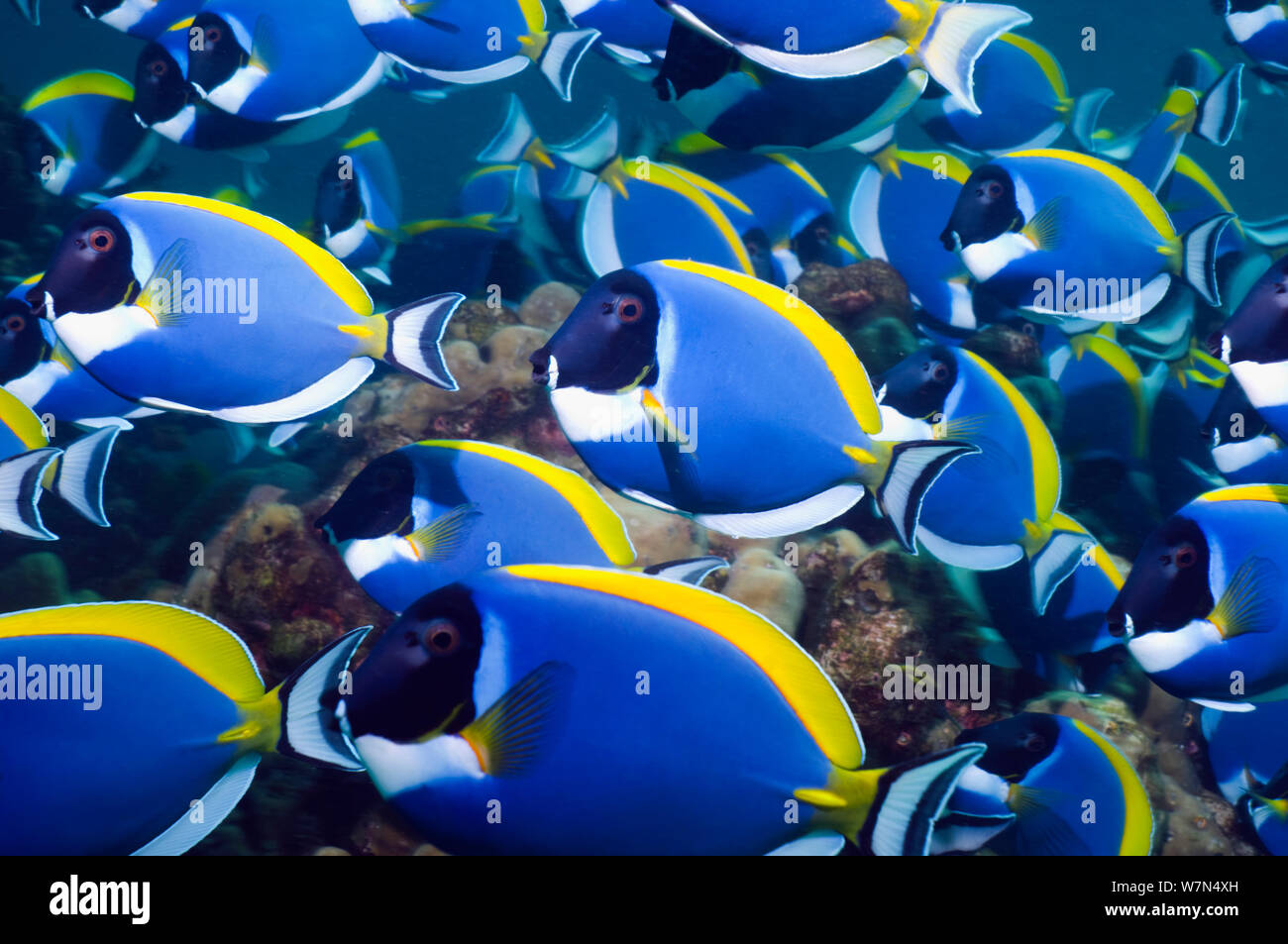 Powder blue surgeonfish (Acanthurus leucosternon), large school feeding on algae on coral boulders, Andaman Sea, Thailand Stock Photo