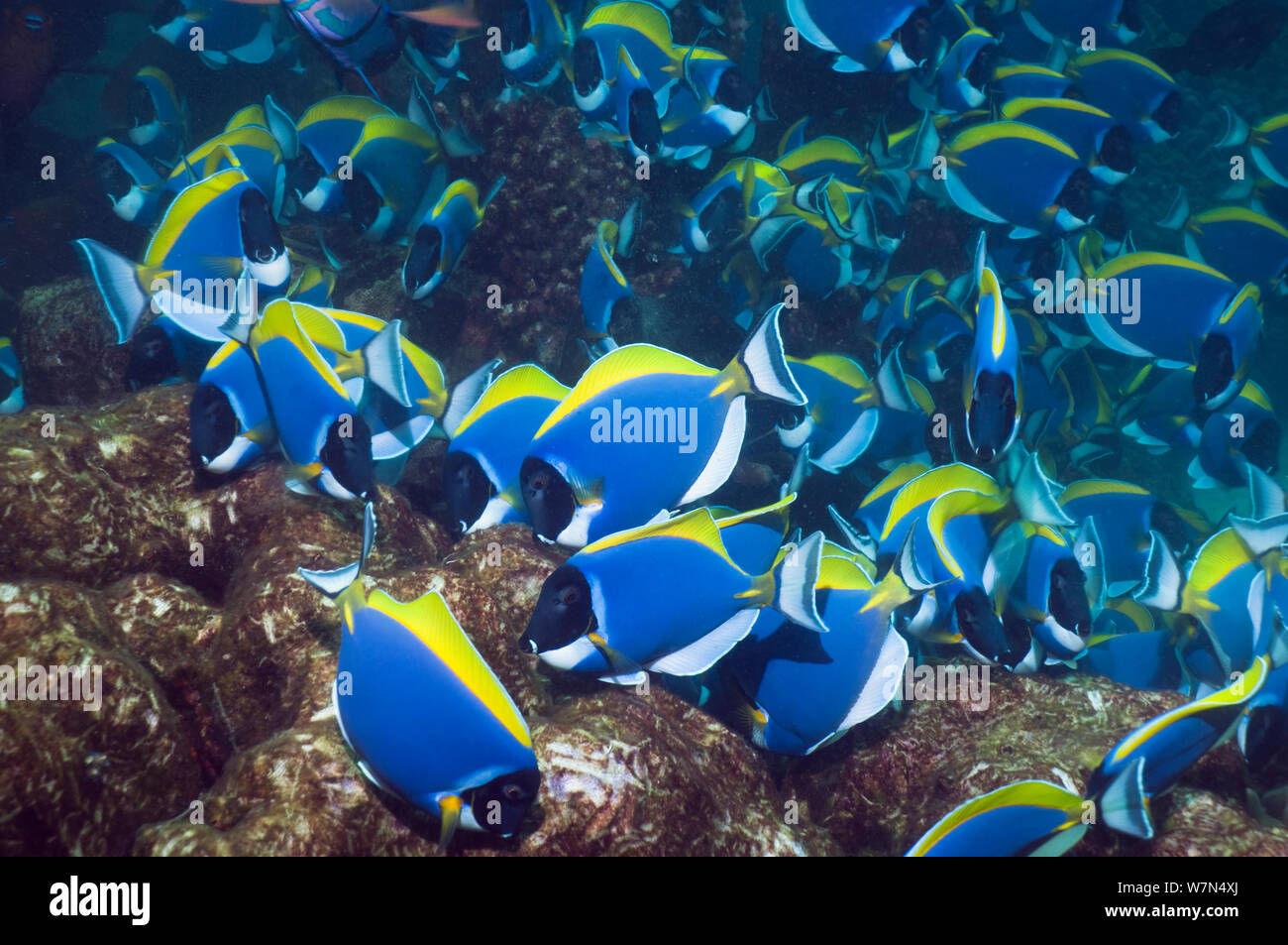 Powder blue surgeonfish (Acanthurus leucosternon), large school feeding on algae on coral boulders, Andaman Sea, Thailand Stock Photo