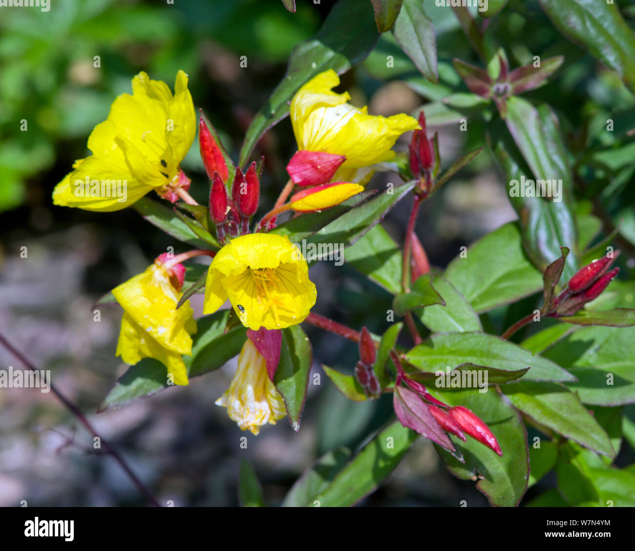Oenothera fruticosa subsp. glauca 'Sonnenwende' Stock Photo
