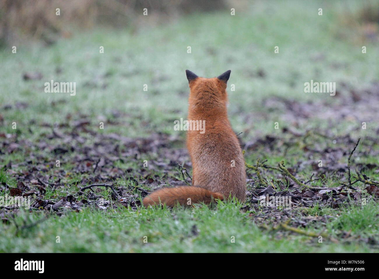 Rear view red fox hi-res stock photography and images - Alamy